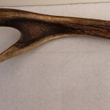 Deer antler