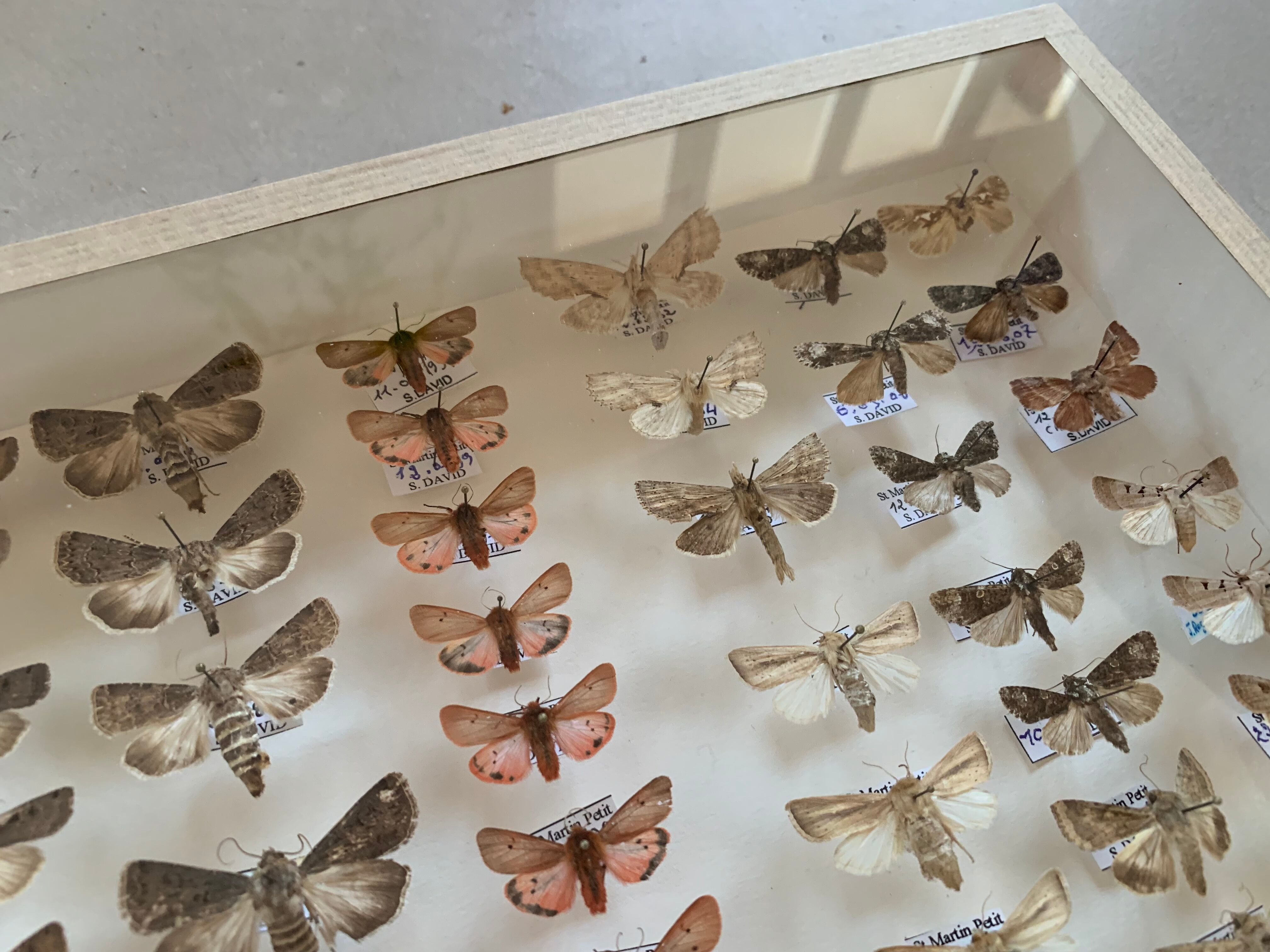 Butterfly frame stuffed under glass