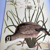 Bird engraving - American Partridge - Old plate by Seligman and flower