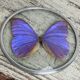 Naturalized morpho butterfly under curved glass
