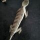 6 vintage knife rests, brass crocodiles, in excellent condition.