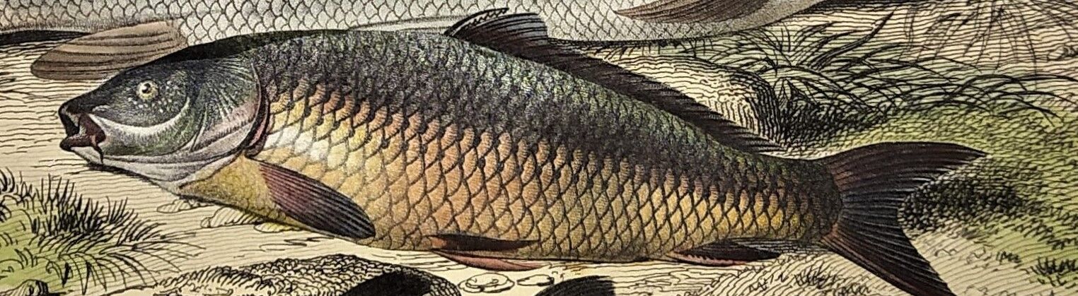 Original zoological plate of 1839 " le barbeau, la carpe,.....