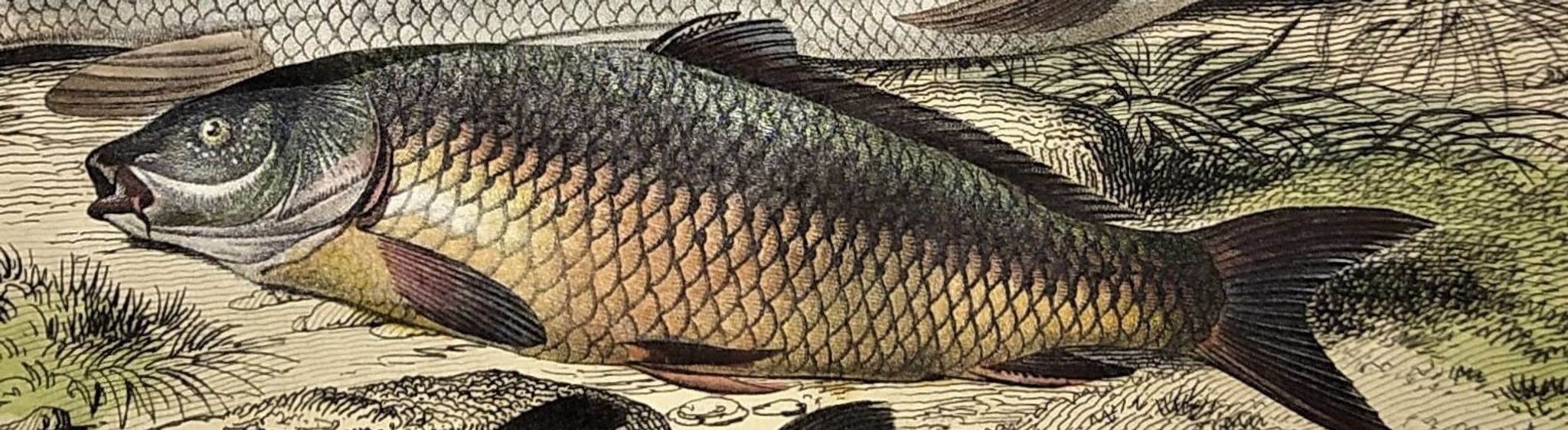Original zoological plate of 1839 " le barbeau, la carpe,.....
