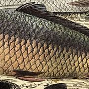 Original zoological plate of 1839 " le barbeau, la carpe,.....