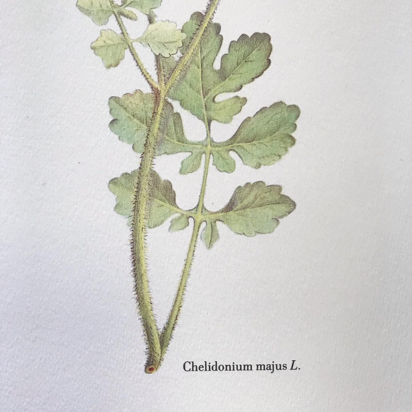 Botanical plate La Chélidoine
