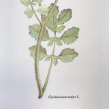 Botanical plate La Chélidoine