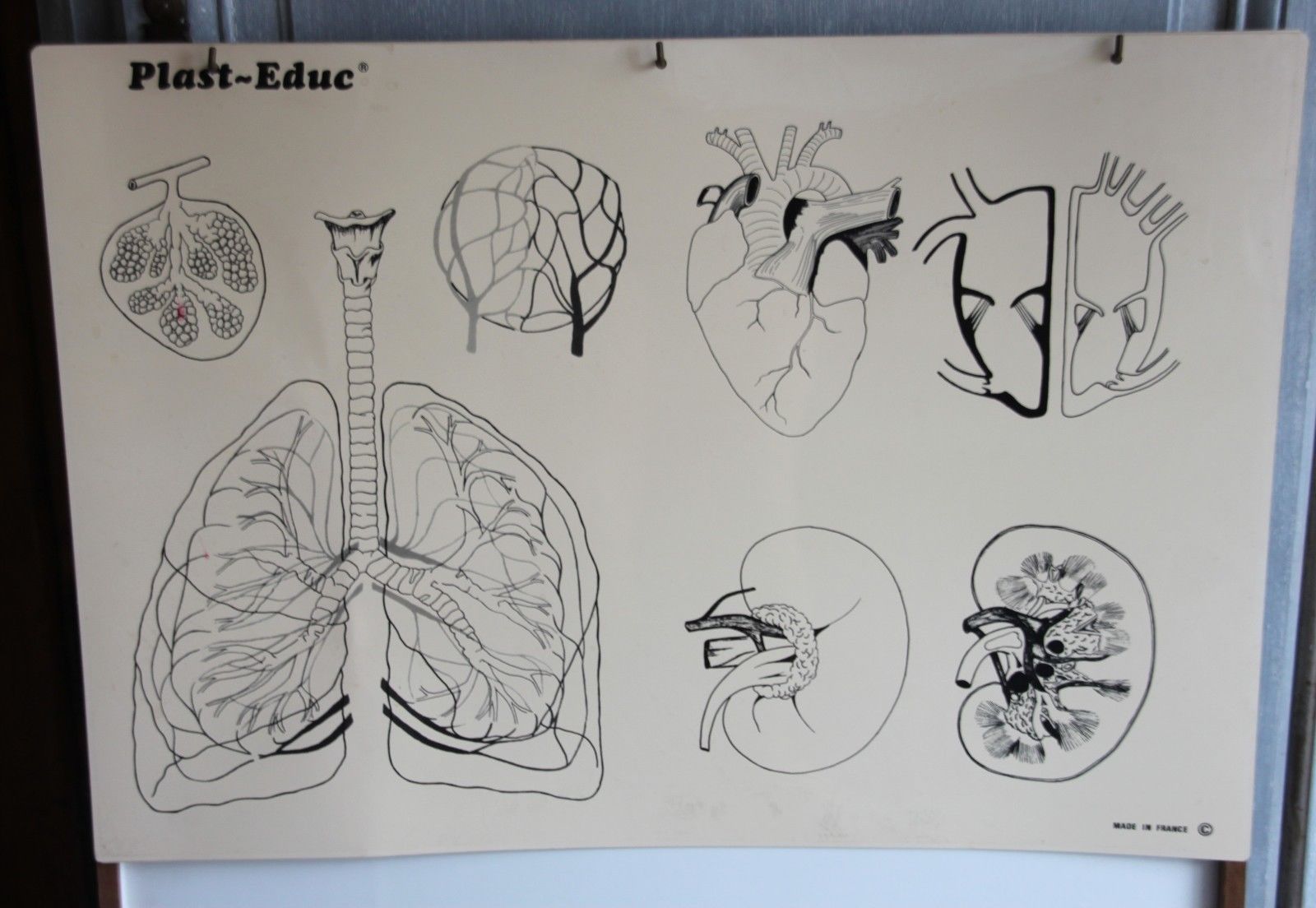 Boards of the human body medicine or school