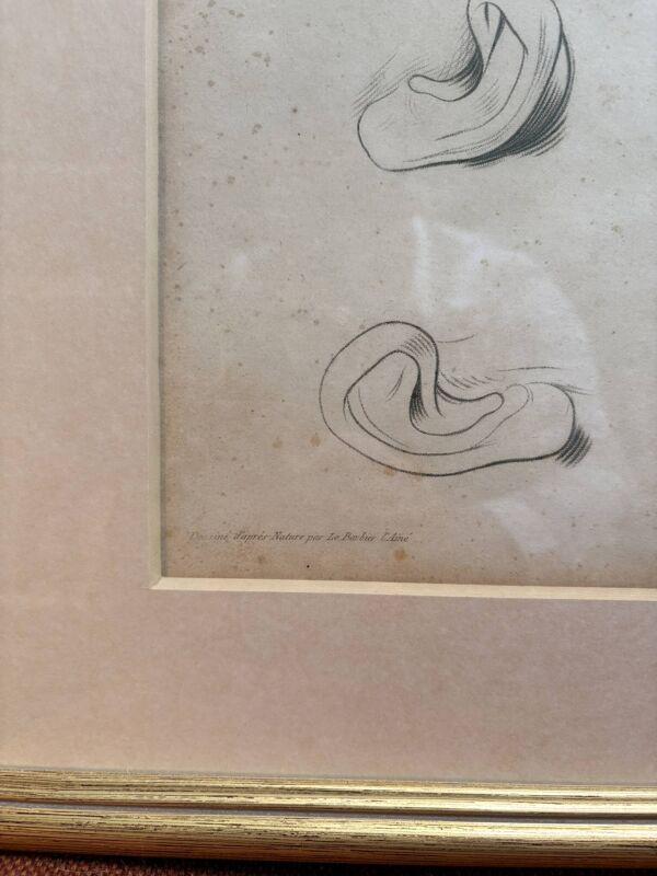 Ancien Estampe Gravure XIXème Etude Croquis Oreille Nature Barbier L'Ainé