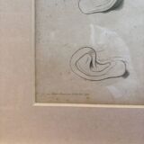 Old Print Engraving 19th Century Study Sketch Ear Nature Barbier L'Ainé