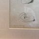 Old Print Engraving 19th Century Study Sketch Ear Nature Barbier L'Ainé