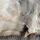 Goat skin