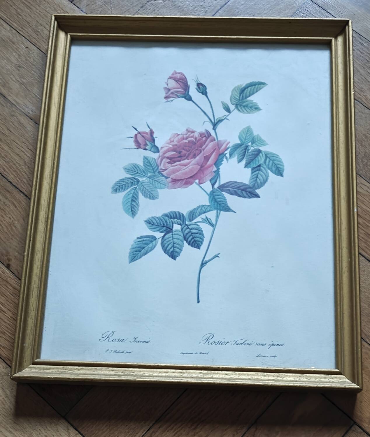 Lithograph of botanical plate by PJ Redouté rose Centfeuille Cristata
