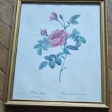 Lithograph of botanical plate by PJ Redouté rose Centfeuille Cristata