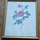Lithograph of botanical plate by PJ Redouté rose Centfeuille Cristata