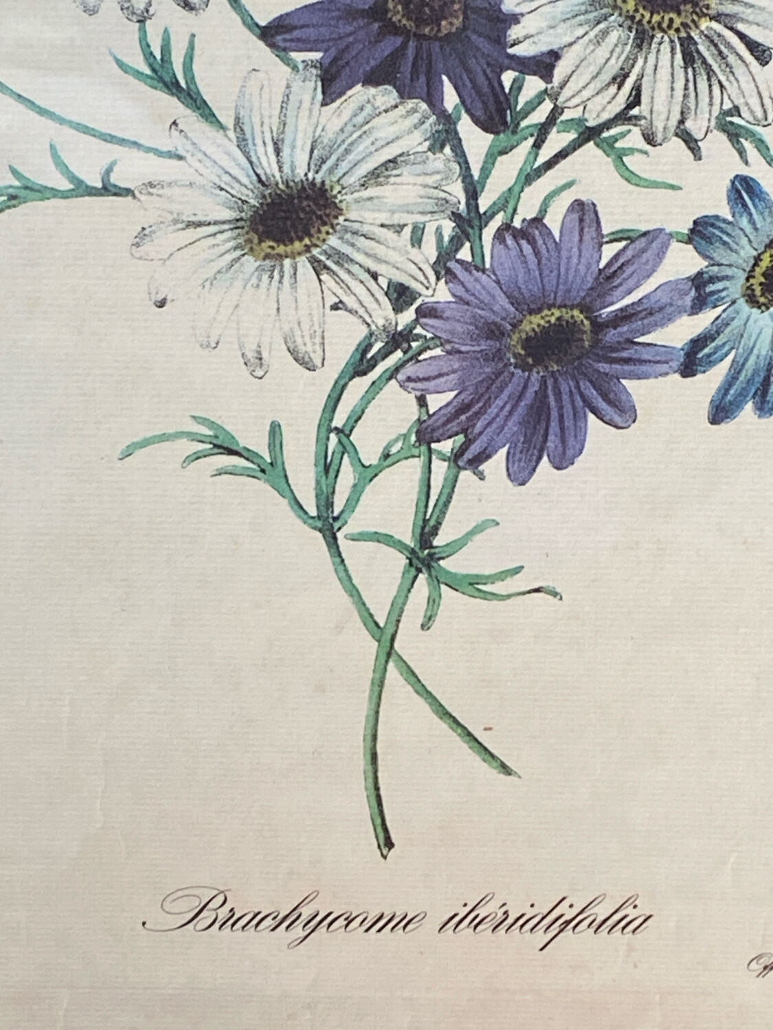 Poster, botanical plate Brachycome iberidifolia