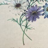 Poster, botanical plate Brachycome iberidifolia