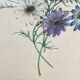 Affiche, planche botanique Brachy Come Iberidifolia