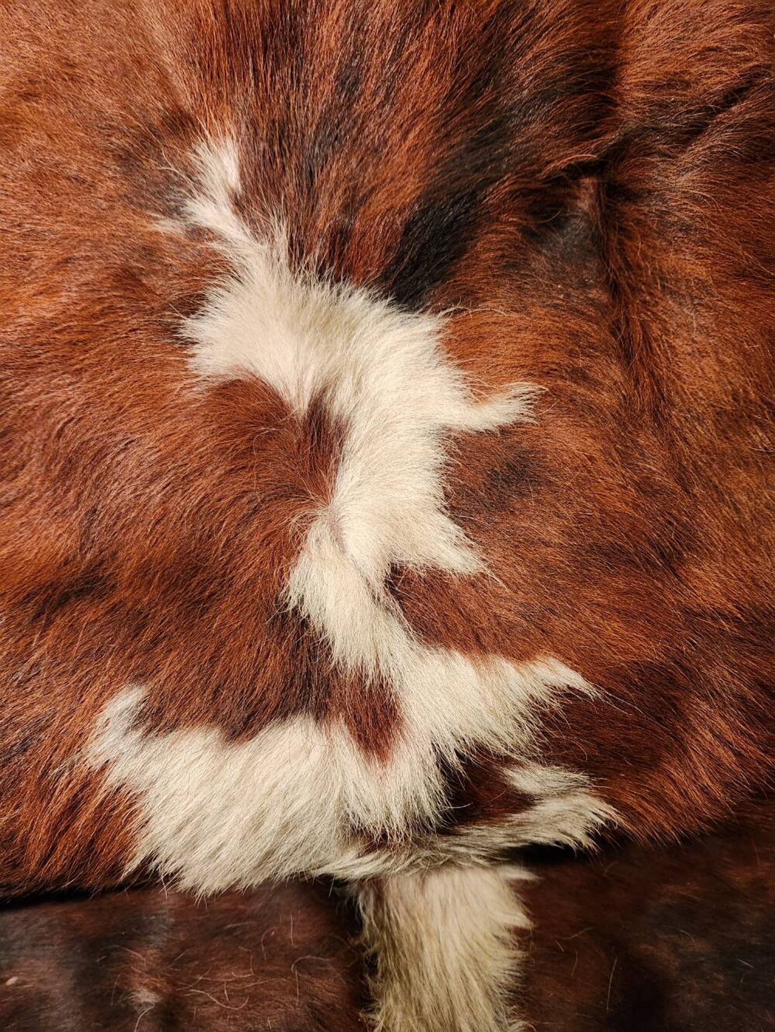 Very large and very beautiful genuine cowhide