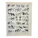 Old engraving 1898, Breed of dog, shepherd • Lithograph, Original plate