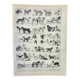 Old engraving 1898, Breed of dog, shepherd • Lithograph, Original plate