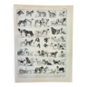 Gravure ancienne 1898, Race de chien, berger • Lithographie, Planche originale