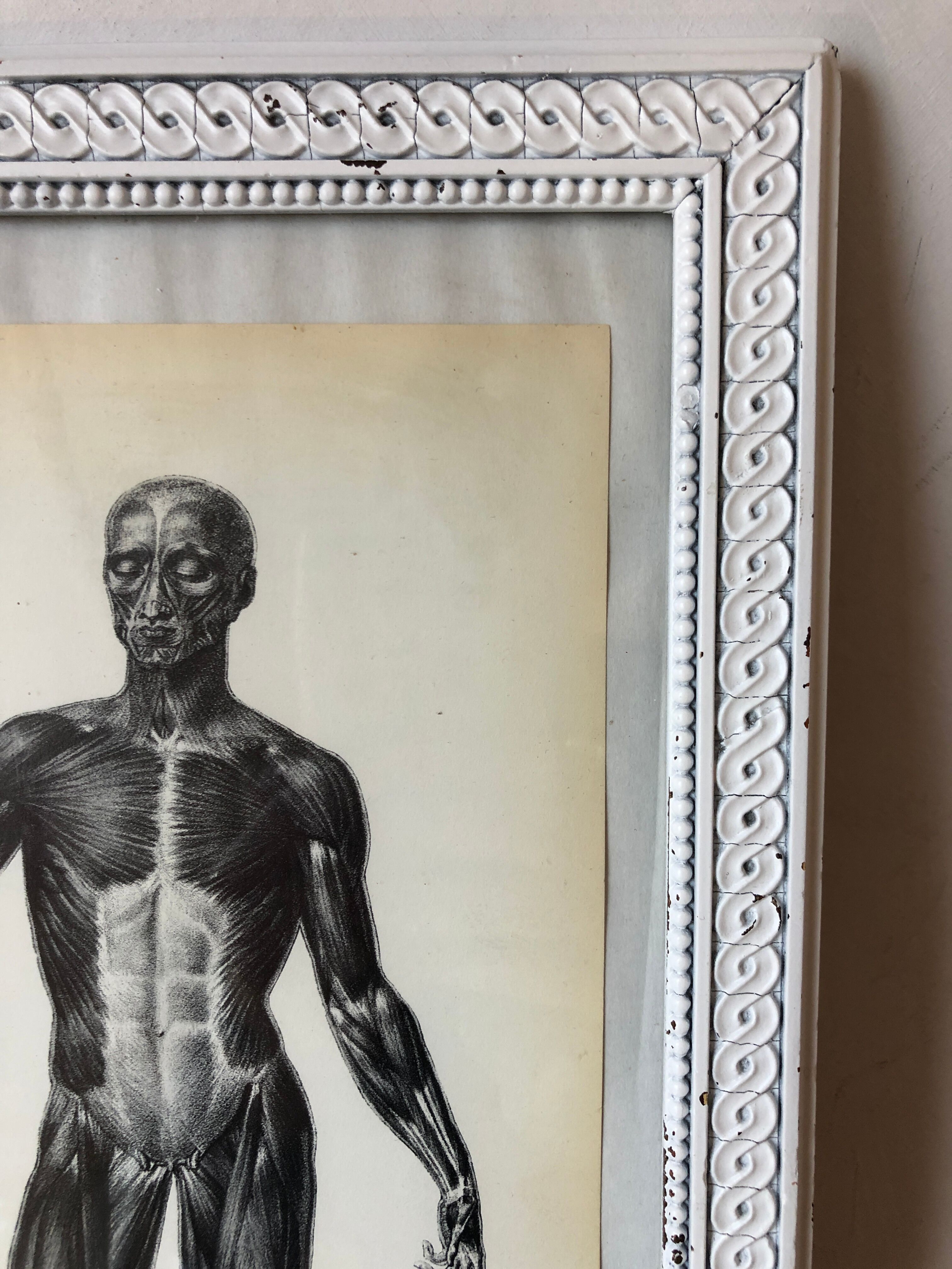 Reproduction poster boards of Anatomy