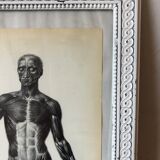 Reproduction poster boards of Anatomy