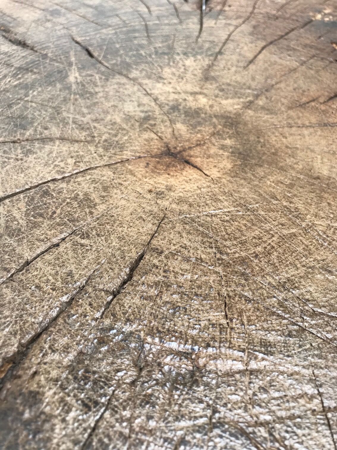 Primitive raw wood bill