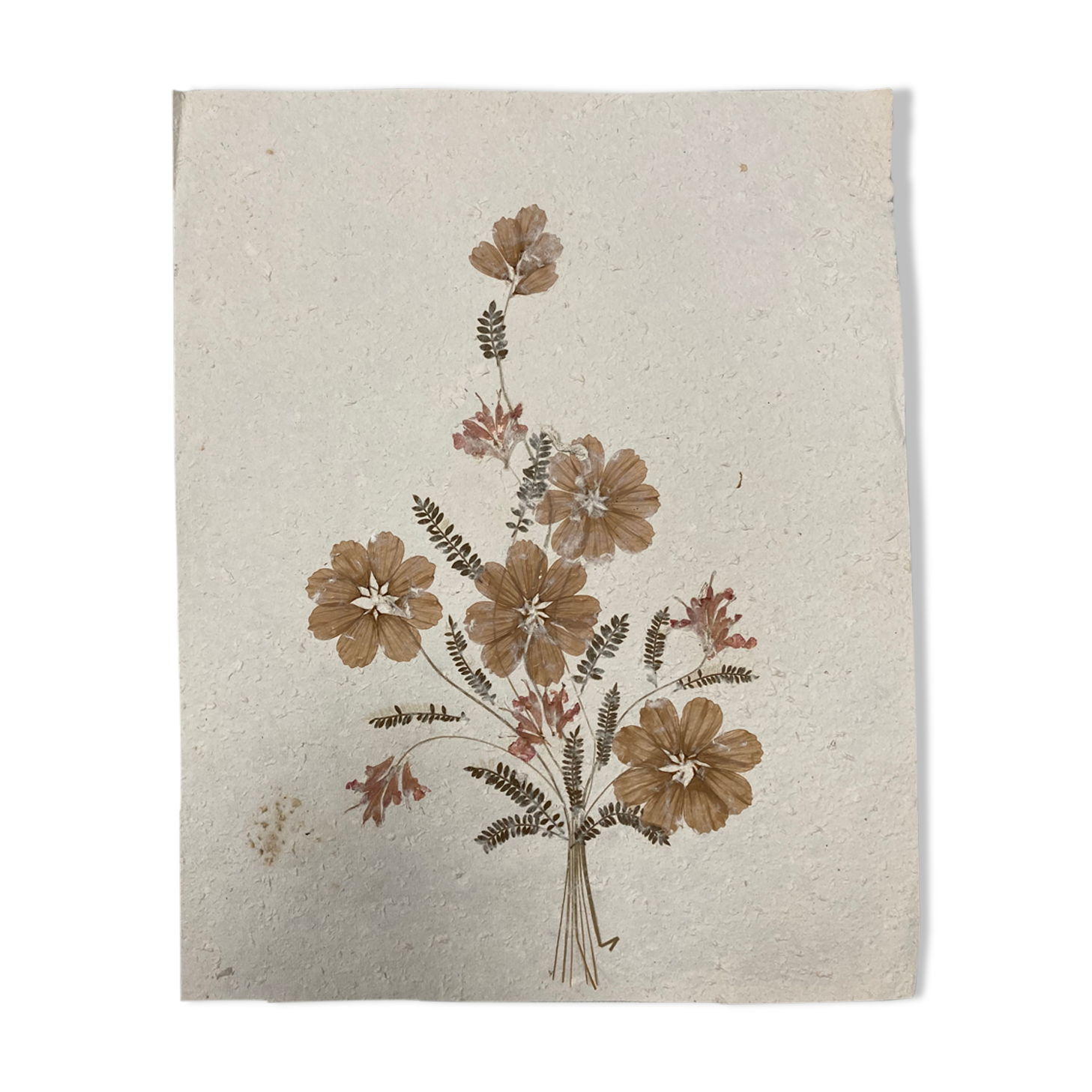 Planche fleurs séchées
