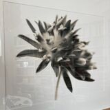 Original framed photograph by Denis Brihat 1994 print 1/6 numbered signed
