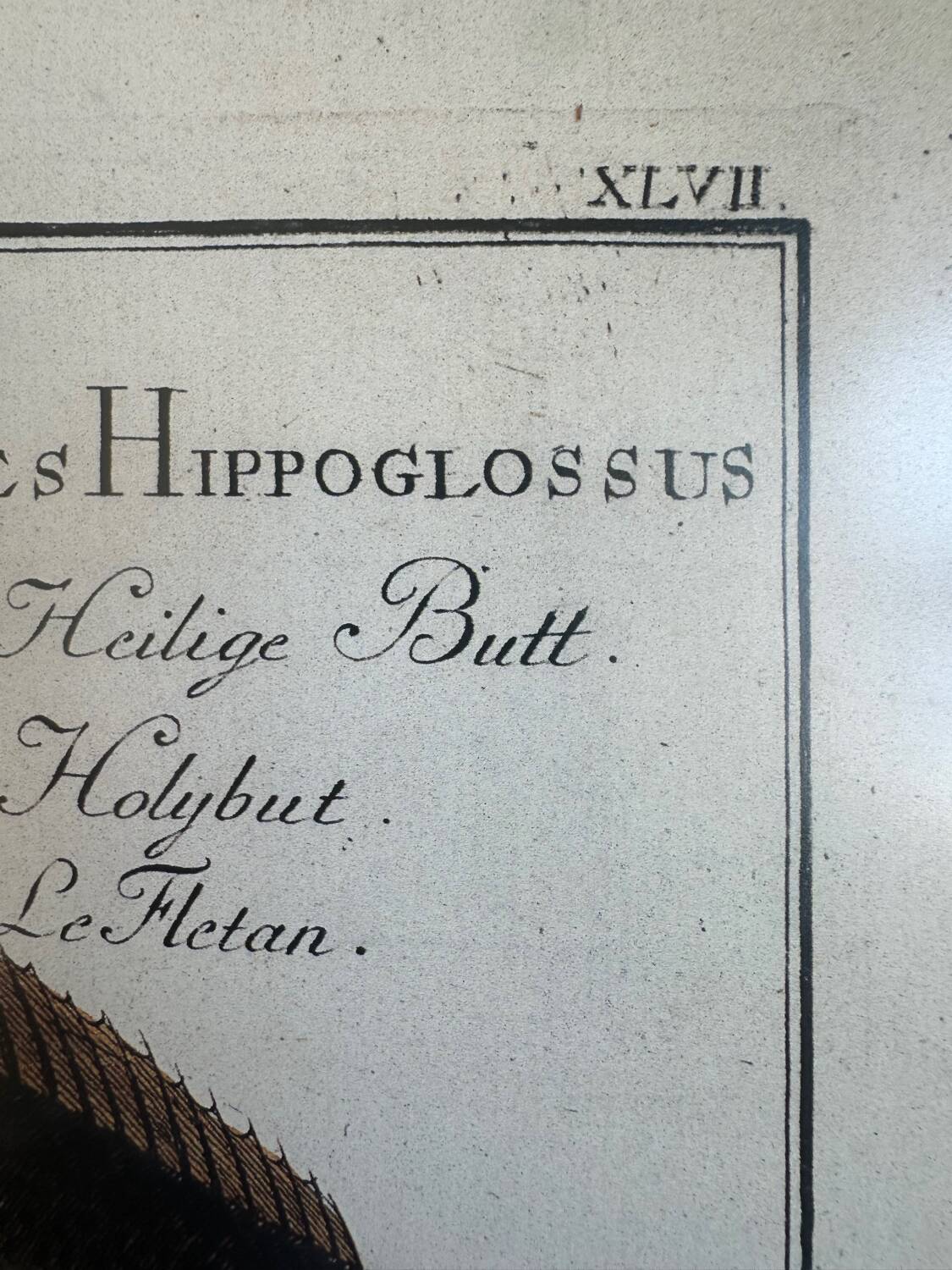 Ancienne lithographie Morubel , le flétan