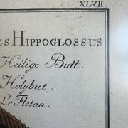 Ancienne lithographie Morubel , le flétan