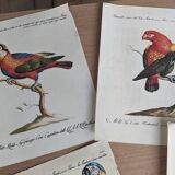 9 bird illustrations: parrots and parakeets