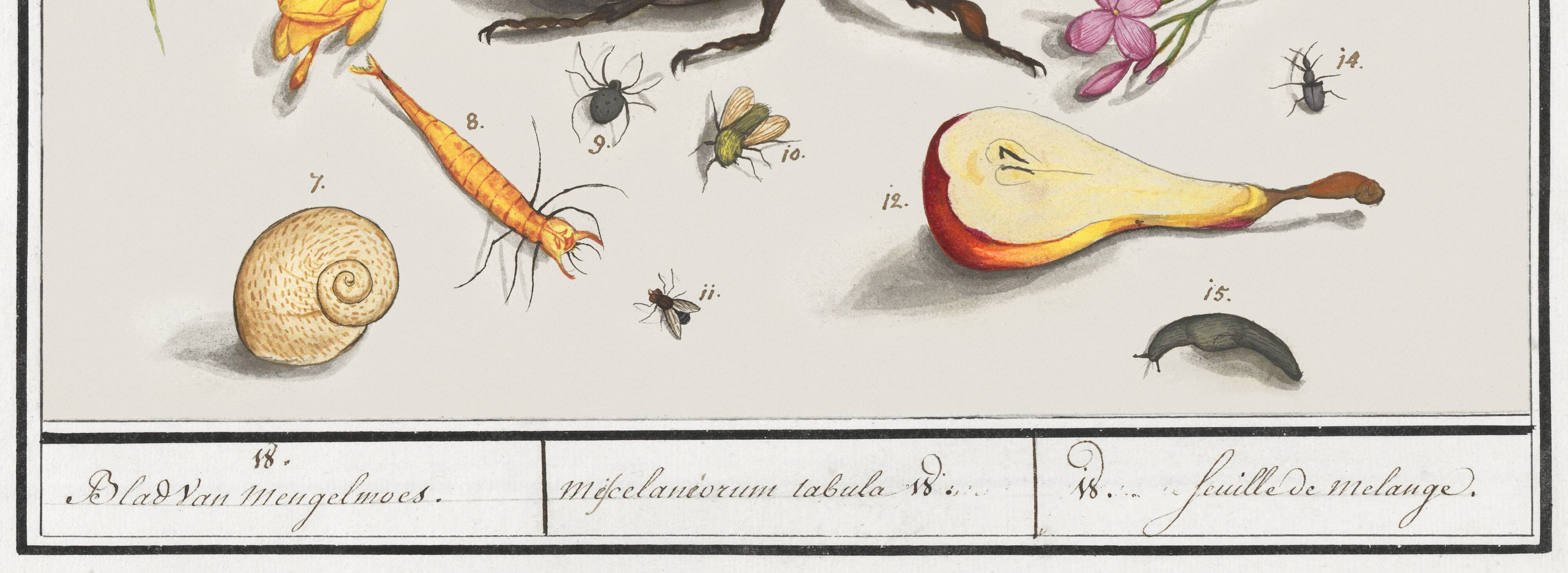 Small poster on insects and nature, based on an old engraving