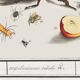 Small poster on insects and nature, based on an old engraving