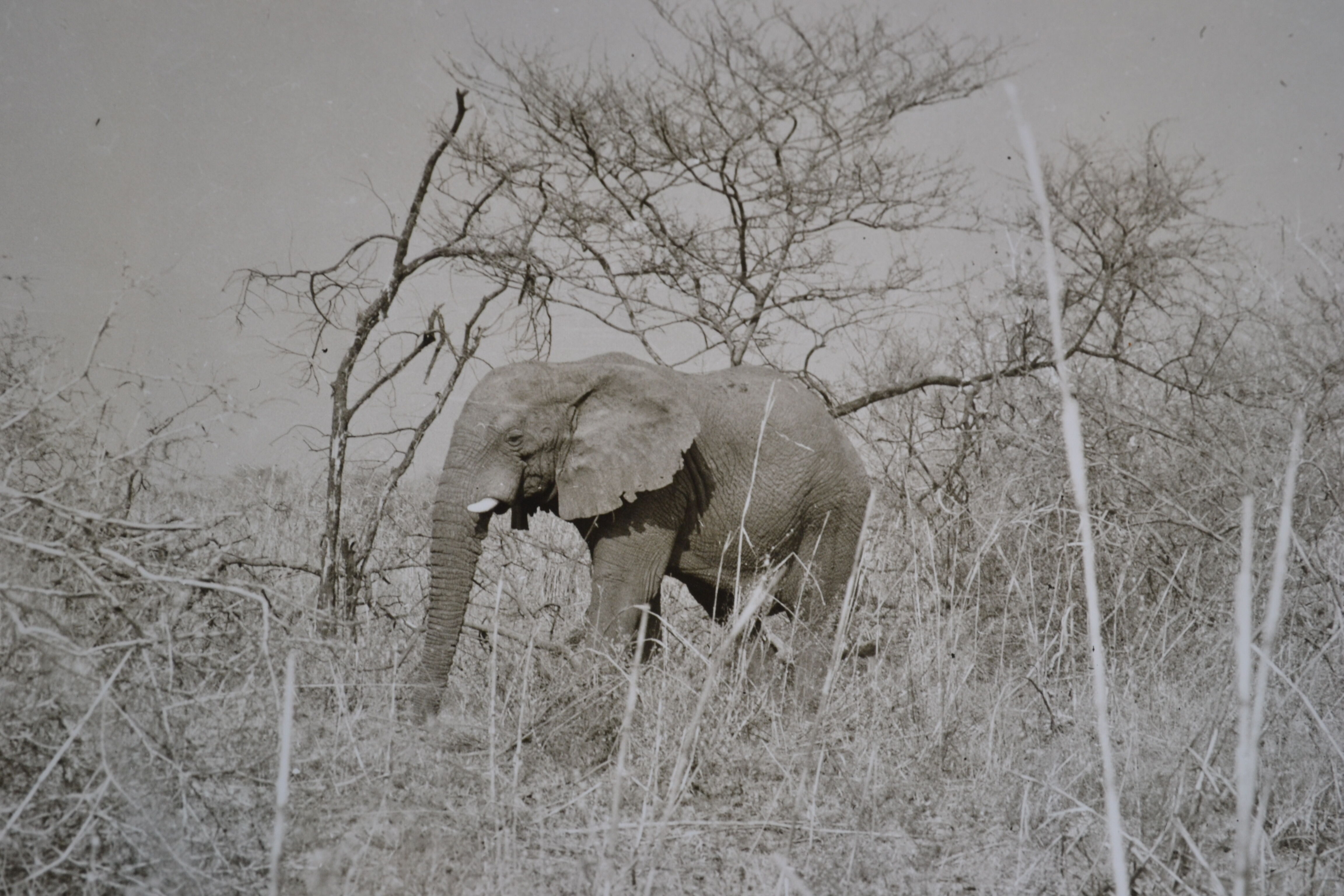 Anonymous silver photo elephant africa circa 1970