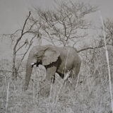 Anonymous silver photo elephant africa circa 1970