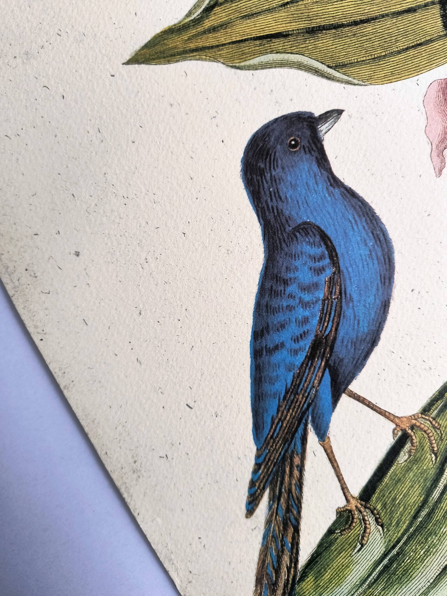 Antique bird engraving - Blue Linnet - Zoological plate by Seligmann