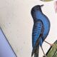 Antique bird engraving - Blue Linnet - Zoological plate by Seligmann
