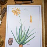 Printed in 1986, Aloe Vera.