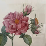 Gravure rose fin XIXeme
