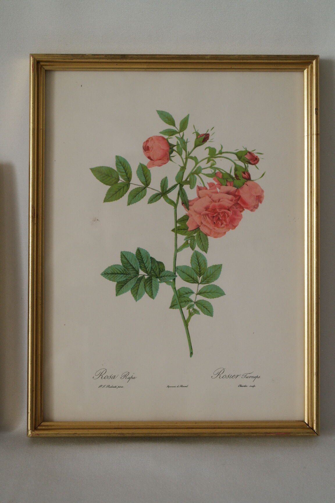 lithographies de botanique roses vintage