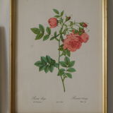 vintage pink botany lithographies