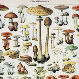 Old engraving 1898, Mushrooms 1, picking • Lithograph, Original plate