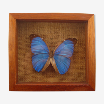 Papillon bleu Morpho Menelaus de Guyanne sous verre cabinet de curiosité xxème
