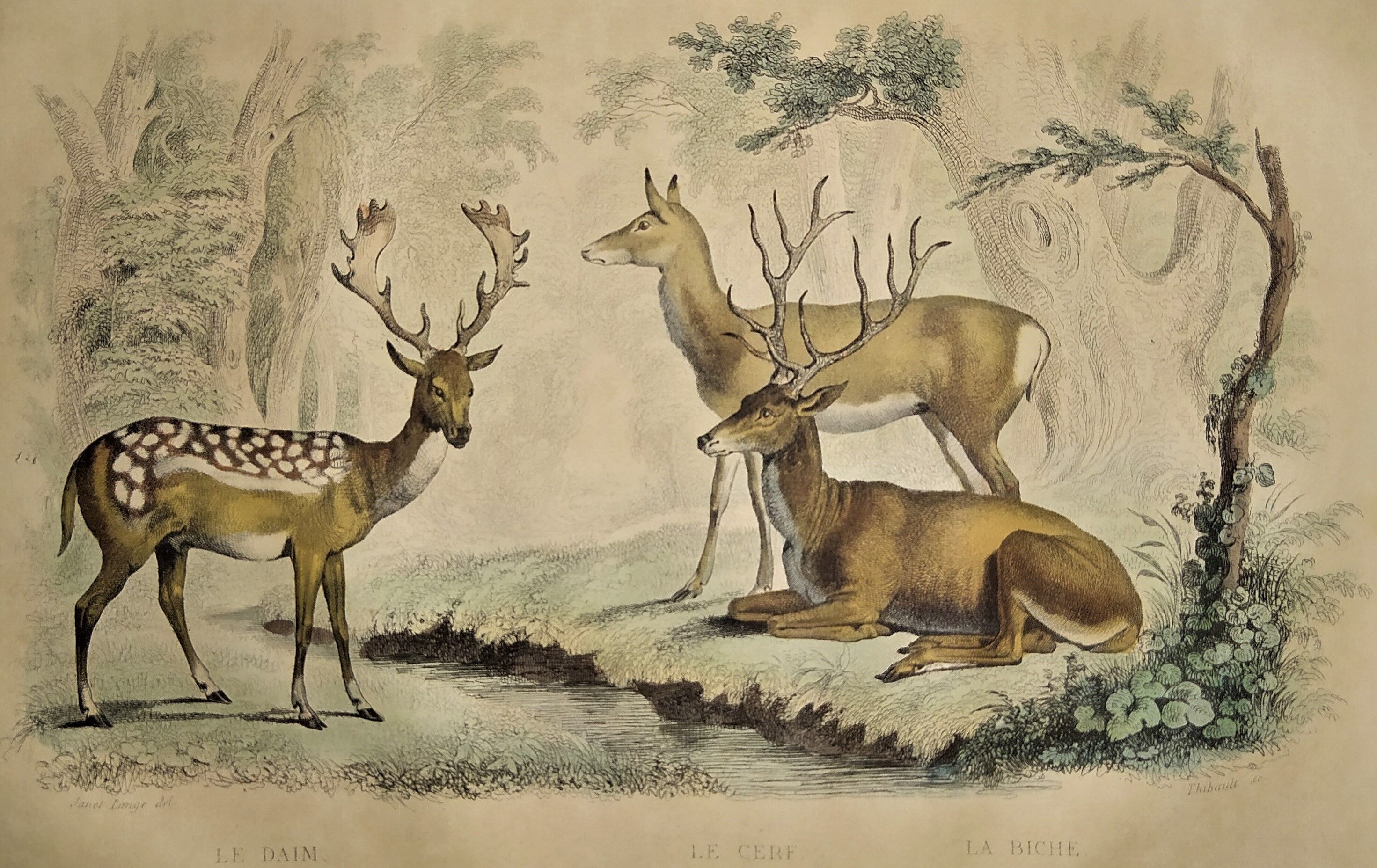 Original zoological plate of 1839 " Deer, Deer,.... "