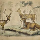 Original zoological plate of 1839 " Deer, Deer,.... "