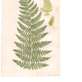 Gravure botanique de 1889 - Fougère dentelle par A. Pratt- ancienne planche