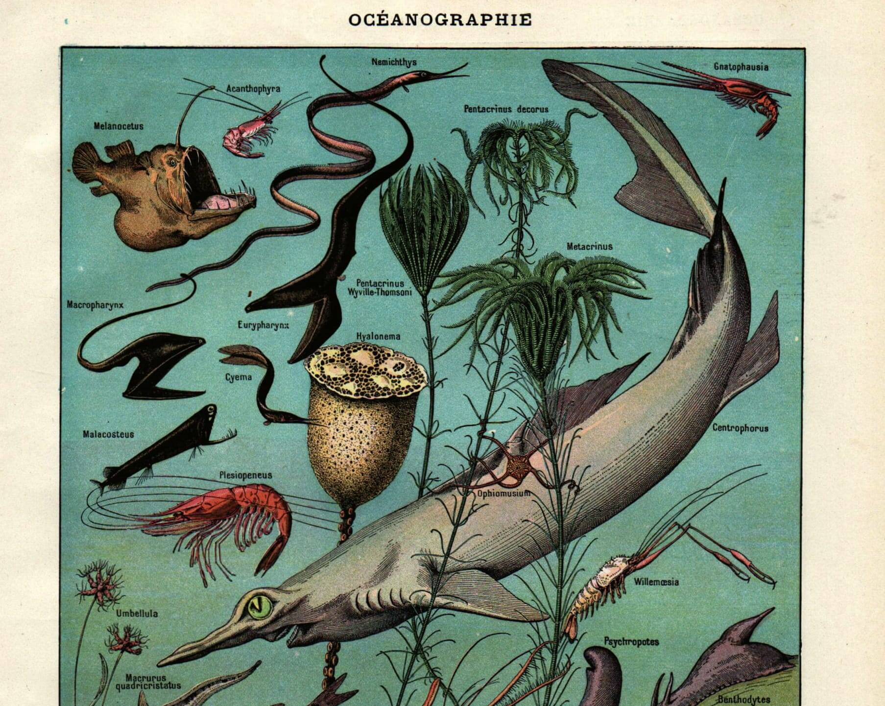 Old engraving from 1923 - Oceanography and marine life - vintage plate