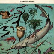 Old engraving from 1923 - Oceanography and marine life - vintage plate